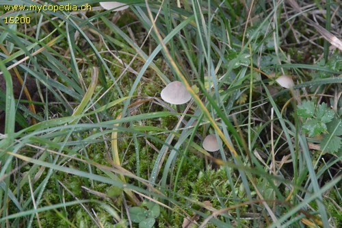 Mycena metata - 