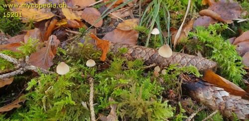 Mycena metata - 