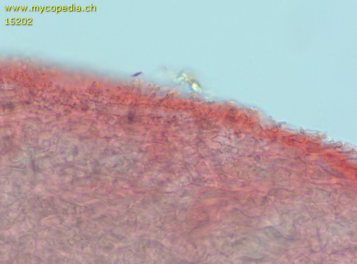 Mycena metata - HDS - 