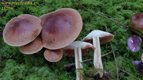 Tricholoma pseudonictitans - 