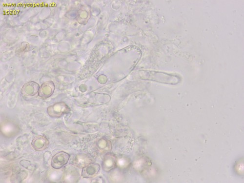 Entoloma poliopus - Cheilozystiden - Wasser  - 