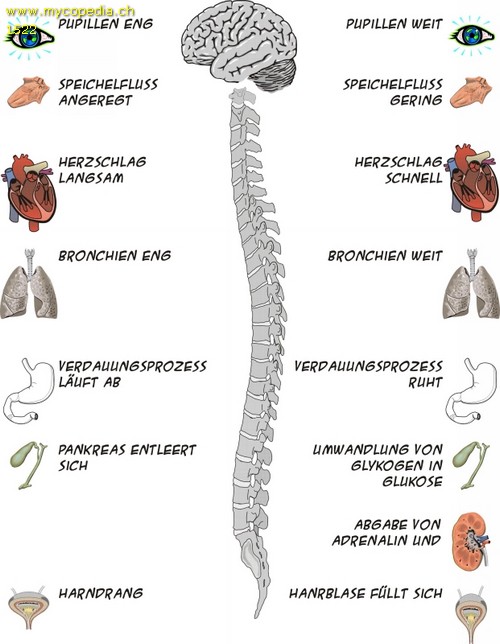 Parasympathisches Nervensystem - 