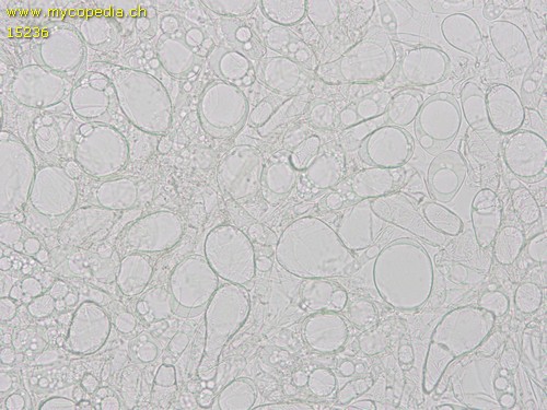 Peziza vesiculosa - Textura globosa - 