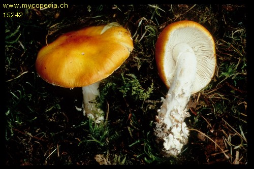 Amanita aureola - 