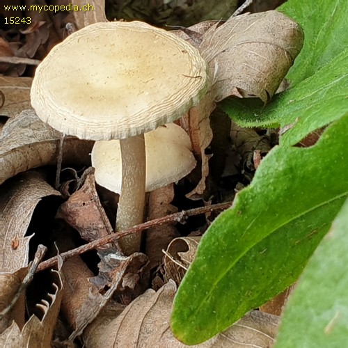 Agrocybe pediades - 