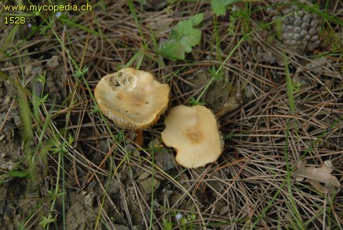 Agrocybe arvalis - 