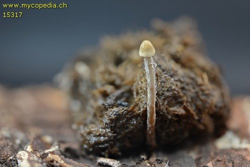 Panaeolus acuminatus - 