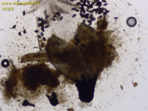 Podospora decipiens - 