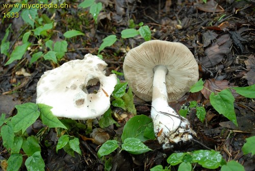 Volvariella speciosa - 