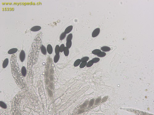 Podospora decipiens - 