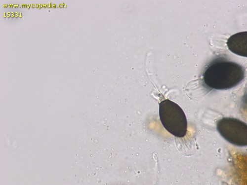 Podospora decipiens - 