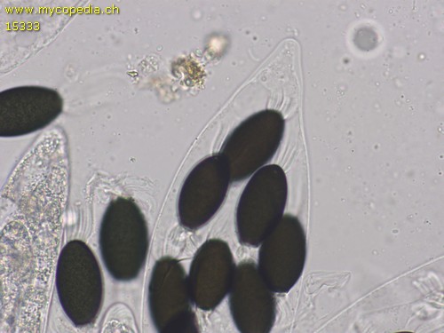 Podospora decipiens - 