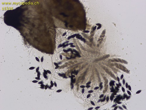 Podospora decipiens - 