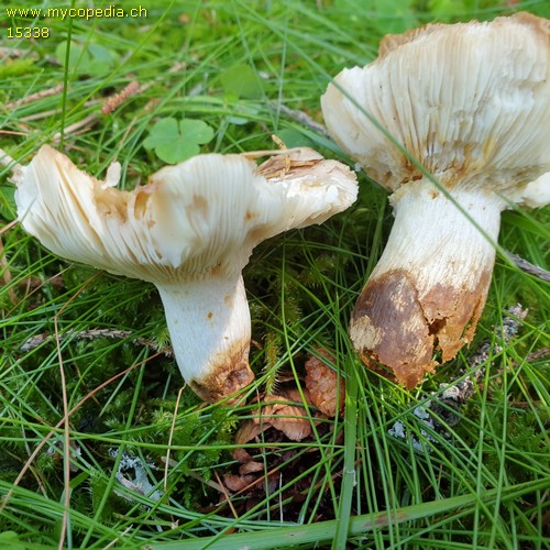 Russula vesca - 