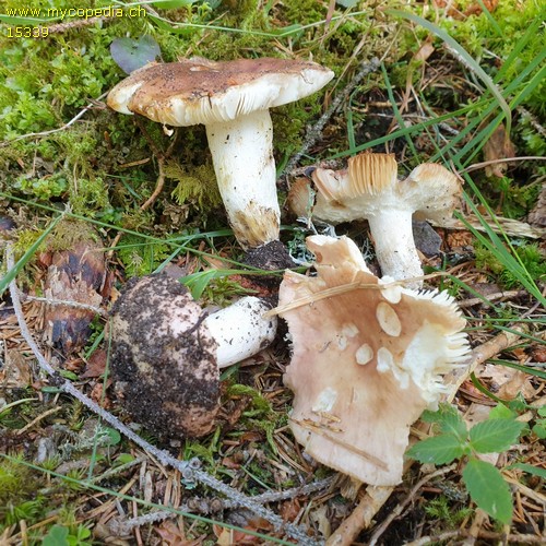 Russula vesca - 