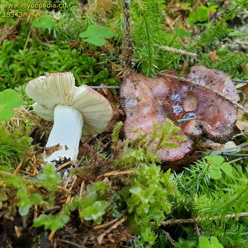 Russula vinosa - 