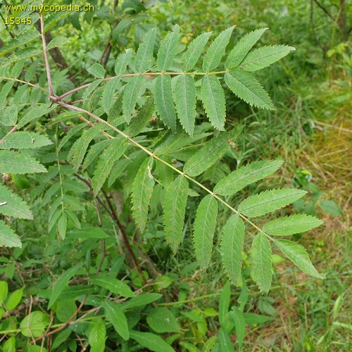 Sorbus aucuparia - 