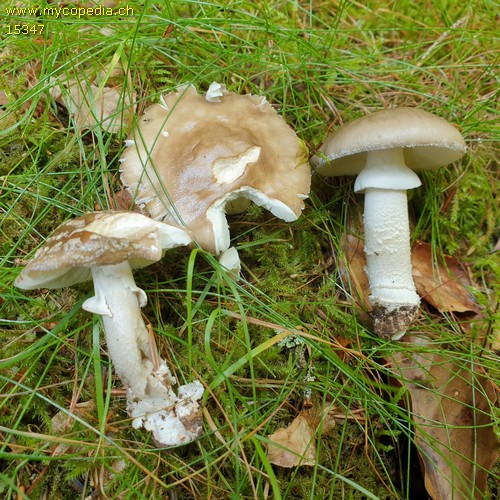 Amanita excelsa - 