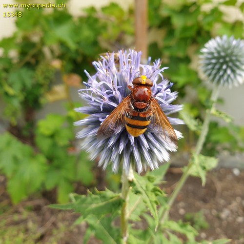 Volucella zonaria - 