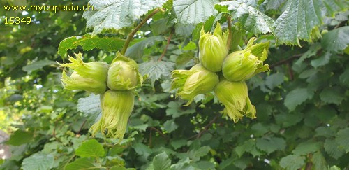 Corylus - 