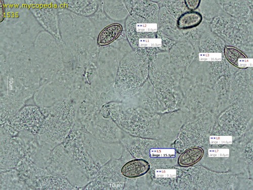 Volvariella speciosa - 