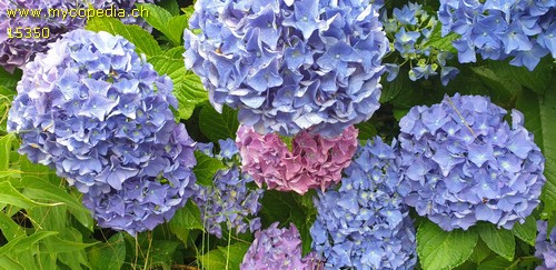 Hydrangea - 