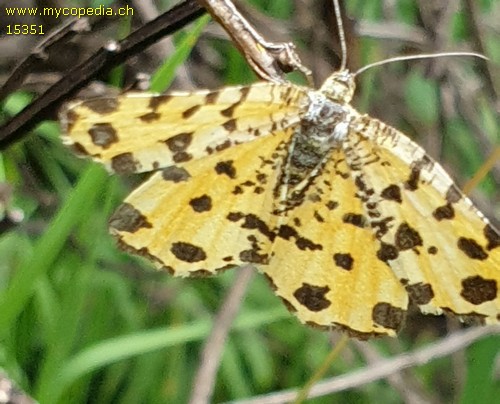 Pseudopanthera macularia - 