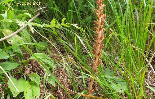Orobanche rapum genistae - 