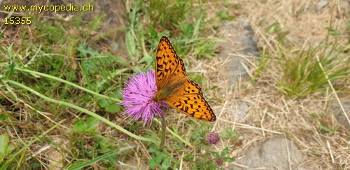 Argynnis paphia - 