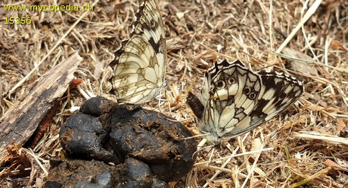 Melanargia galathea - 