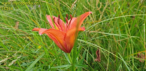 Lilium bulbiferum - 