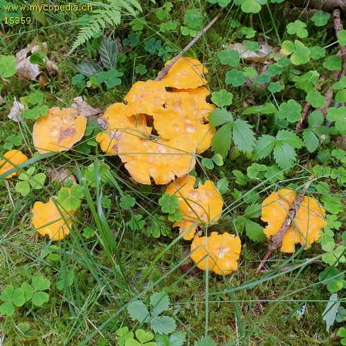 Cantharellus cibarius - 