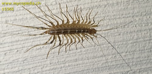 Scutigera coleoptrata - 