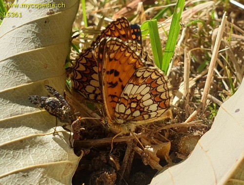 Melitaea athalia - 