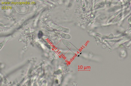 Datronia mollis - Sporen - Wasser  - 