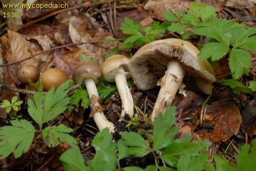 Agrocybe praecox - 