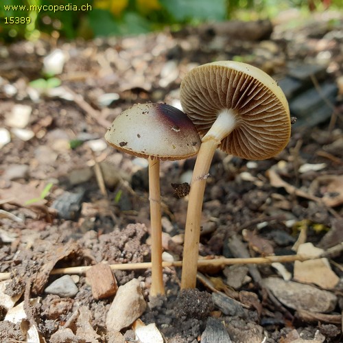 Protostropharia semiglobata - 