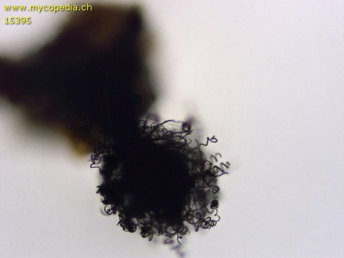 Chaetomium bostrychodes - 