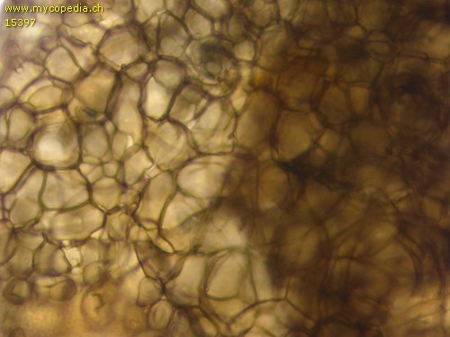 Chaetomium bostrychodes - Textura angularis - 