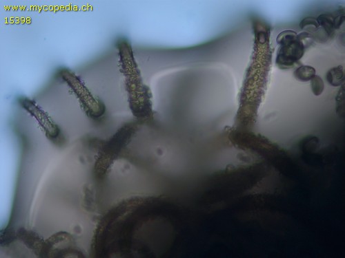 Chaetomium bostrychodes - 