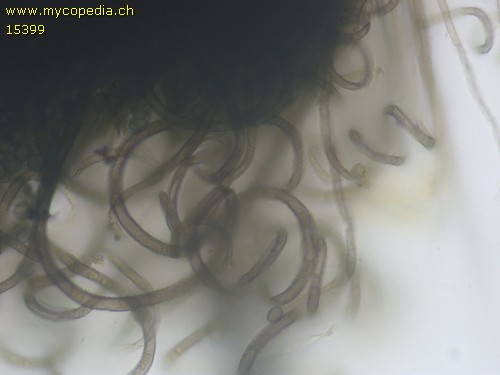 Chaetomium bostrychodes - 