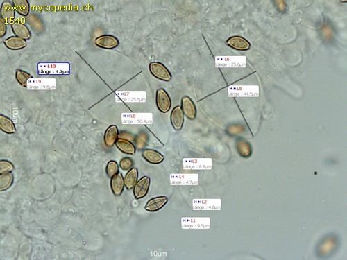 Agrocybe praecox - 