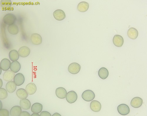 Chaetomium bostrychodes - Sporen - Melzers  - 