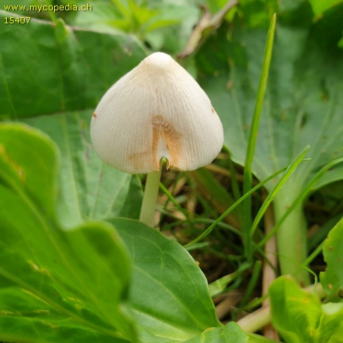 Conocybe lactea - 