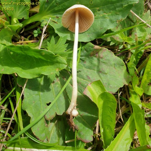 Conocybe lactea - 