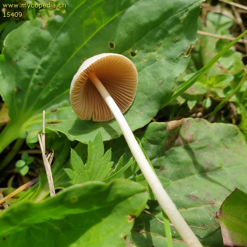 Conocybe lactea - 