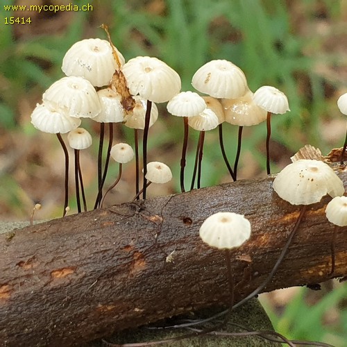 Marasmius rotula - 