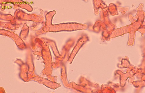 Collybiopsis ramealis - HDS - Kongorot  - 
