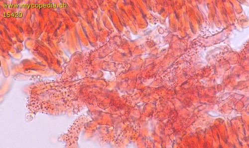 Collybiopsis ramealis - Cheilozystiden - Kongorot  - 