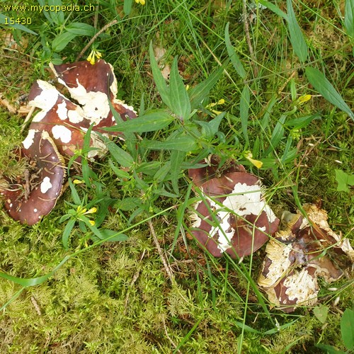 Russula integra - 